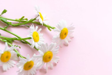 Soluk pembe arka planda taze papatyalar. Pastel pembe arka plan ve sarı çekirdekli açık papatyalar. Büyük yakın plan papatyalar..