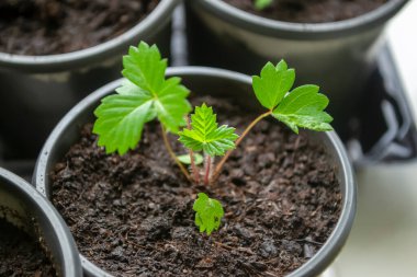 Küçük bardaklarda çilek fideleri. Tohumdan çilek yetiştiriyor. Bir kaç yapraklı taze çilek fideleri..
