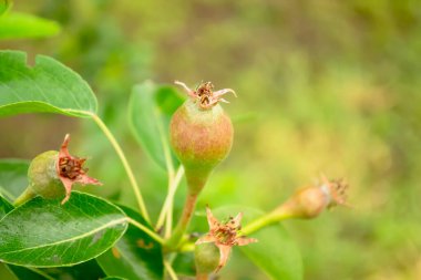 Genç armutlar ağaçta olgunlaşır. Çiçeklerden sonra, ağaçta küçük armutlar belirdi..
