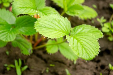 Yağmurdan sonra çilek. Çilek yaprakları üzerinde güzel yağmur damlaları vardır. Bahçe çileklerinin yapraklarında su damlaları parlıyor..