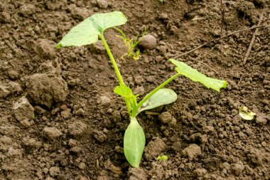 Açık araziye nakledildikten sonra kabak fideleri. Genç kabak çalıları toprakta yetişir. Baharın başında yeşil kabak çalıları.