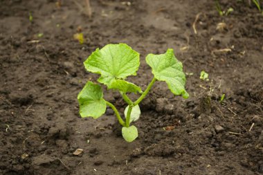 Açık araziye nakledildikten sonra salatalık tohumları. Açık alanda küçük salatalık çalıları. Salatalık yetiştirme.