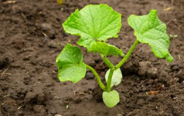 Açık araziye nakledildikten sonra salatalık tohumları. Açık alanda küçük salatalık çalıları. Salatalık yetiştirme.