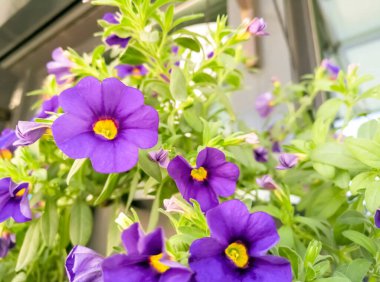 Yeşil yaprakların arka planında mor petunya çiçekleri göze çarpar. Saksılarda çiçek açan mor petunyalar.