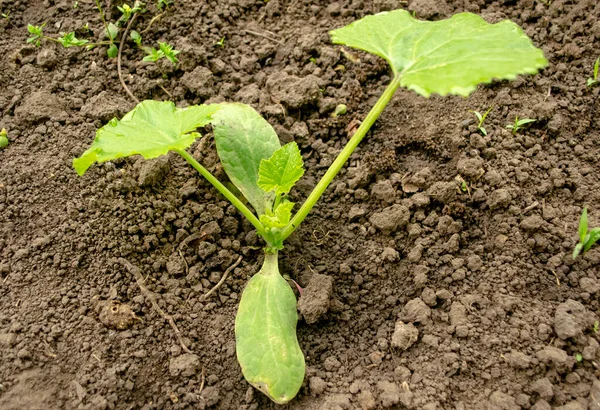 Açık araziye nakledildikten sonra kabak fideleri. Genç kabak çalıları toprakta yetişir. Baharın başında yeşil kabak çalıları.