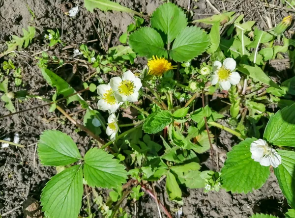 Sok Tavaszi Virág Van Kerti Eperbokron Virágzó Eper Bokor Kertben — Stock Fotó