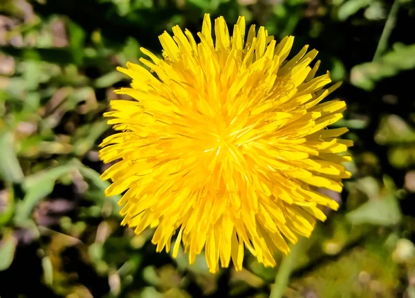 Yellow dandelion close-up. The yellow circle on top is a dandelion bud. Round dandelion flower.
