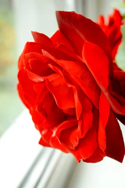 Šarlatová Růže Rosebud Zblízka Světlém Pozadí Pozadí Okna Vyčnívá Velká — Stock fotografie
