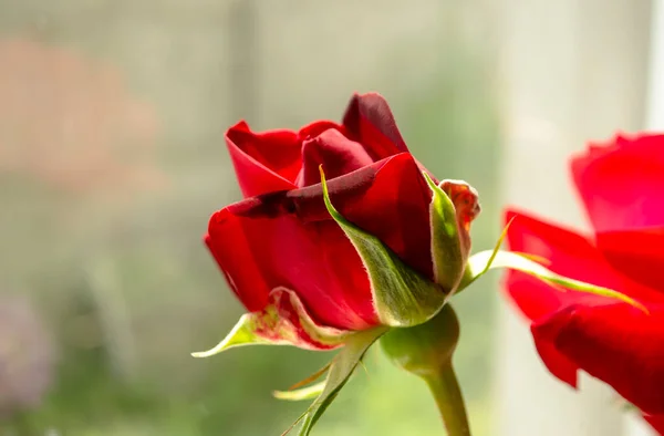 Brote Una Rosa Roja Fondo Ventana Hermoso Capullo Rosa Floreció — Foto de Stock