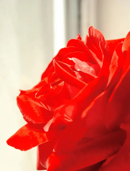 Šarlatová Růže Rosebud Zblízka Světlém Pozadí Pozadí Okna Vyčnívá Velká — Stock fotografie