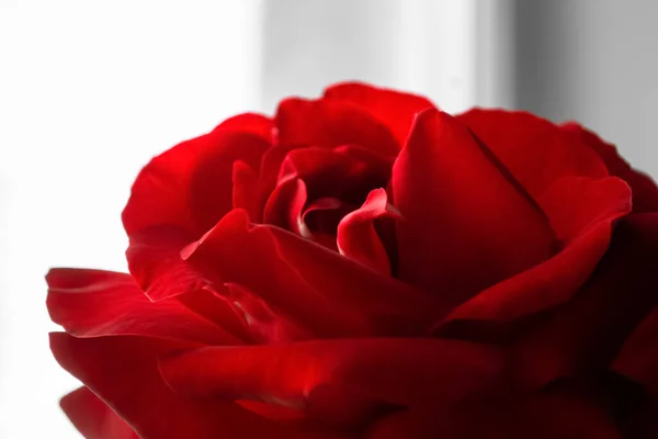 Scharlachrote Rosenblüte Rosebud Nahaufnahme Auf Hellem Hintergrund Eine Große Rote — Stockfoto