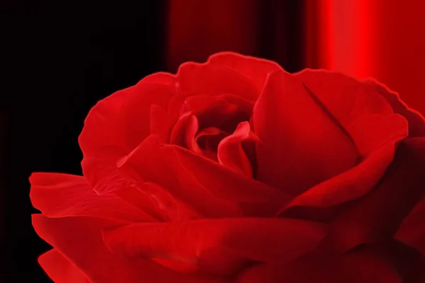 Κόκκινο Τριαντάφυλλο Μαύρο Φόντο Συνδυασμός Κόκκινου Λουλουδιού Και Σκούρου Φόντου — Φωτογραφία Αρχείου