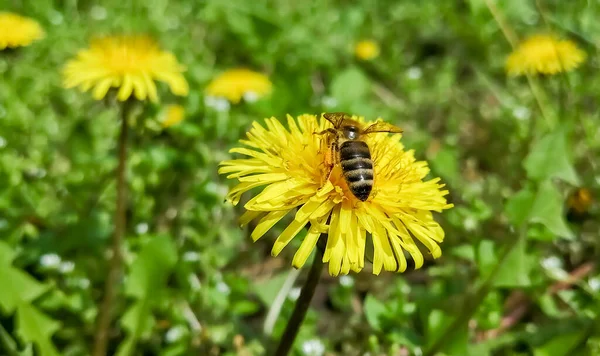 Μέλισσα Συλλέγει Γύρη Από Πικραλίδα Ένα Λουλούδι Πικραλίδας Κάθεται Μια — Φωτογραφία Αρχείου