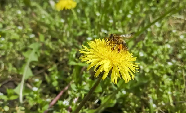 Бджола Збирає Пилок Кульбаби Квітках Кульбаби Сидить Бджола Покрита Пилком — стокове фото
