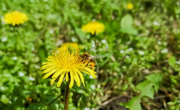 The bee collects pollen from the dandelion. On a dandelion flower sits a bee covered with pollen. Collection of pollen by bees.