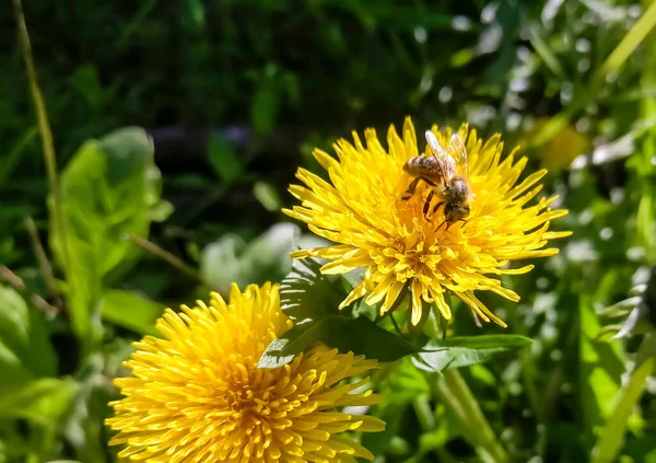 The bee collects pollen from the dandelion. On a dandelion flower sits a bee covered with pollen. Collection of pollen by bees.