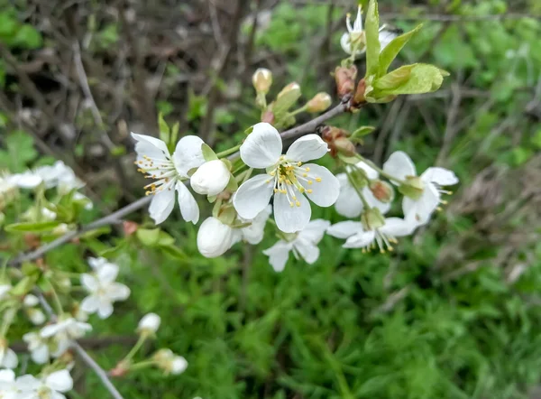 Fruit Tree Blooms White Flowers Chicken Pear Early Spring — Stock Photo, Image