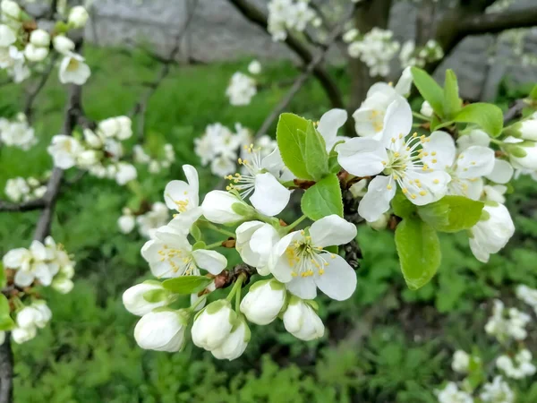 Árvore Frutífera Floresce Com Flores Brancas Pêra Frango Início Primavera — Fotografia de Stock