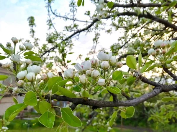 Árvore Frutífera Floresce Com Flores Brancas Pêra Frango Início Primavera — Fotografia de Stock