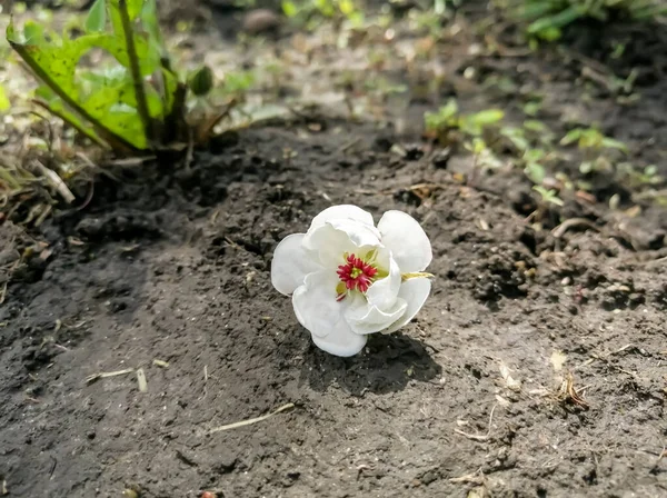 Körte Virág Földön Egy Fehér Virága Földön Egy Gyümölcsfa Virága — Stock Fotó