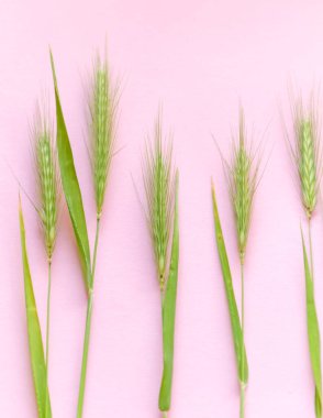 Yeşil dikenler pembe arka planda yatar. Pastel pembe arka planda bir sürü yeşil çivi var. Genç buğday kulakları. Genç buğday ve çiftlik hayvanları.