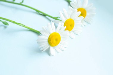 Mavi arka planda üç büyük papatya. Soluk mavi bir masada üç papatya yatar. Masanın üzerinde büyük güzel papatyalar.