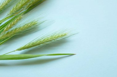 Mavi arka planda yeşil dikenler var. Pastel mavi arka planda bir sürü yeşil çivi var. Genç buğday kulakları. Genç buğday ve çiftlik hayvanları.