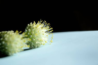 Çizgili arka planda soğan tohumlu iki kafa uzanıyor. İnfloresans içinde pırasa tohumları. Siyah ve mavi arkaplanda güzel Allison Inloresces.