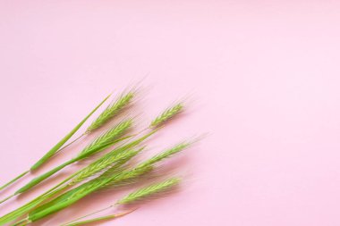 Yeşil dikenler pembe arka planda yatar. Pastel pembe arka planda bir sürü yeşil çivi var. Genç buğday kulakları. Genç buğday ve çiftlik hayvanları.