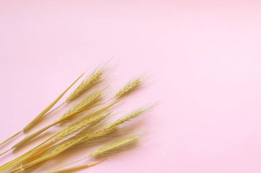 Pembe arka planda sarı, kuru buğday kulakları. Pembe arka planda bir sürü buğday var. Sonbaharda ıssız dikenler.