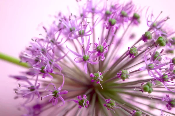 Giant onion flower on a pink background. Large bud with purple inflorescences on a pastel pink background. Christoph\'s allium on a pink background.