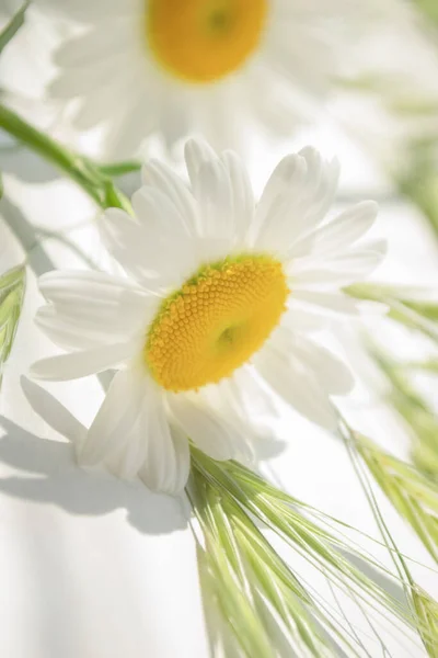 明亮的雏菊躺在浅色的背景上 很多淡淡的雏菊 大雏菊的明亮而轻盈的照片 — 图库照片