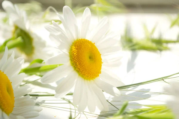 Bright Daisies Lie Light Background Lots Light Daisies Bright Light — Stock Photo, Image
