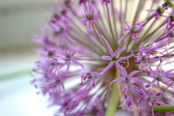 Giant onion flower on a background. Large bud with purple inflorescences on a pastel background. Christoph\'s allium on a background.