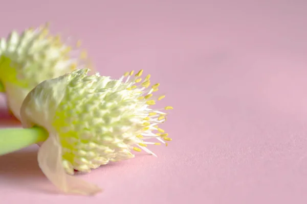 Allium Blomstã Llningar Ligger Rosa Bakgrund Två Grenar Med Purjolök — Stockfoto
