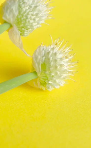 Allium Blomstã Llningar Gul Bakgrund Den Gula Finns Två Knoppar — Stockfoto