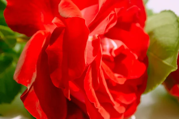 Gran Brote Una Rosa Roja Cerca Rosa Roja Sobre Una — Foto de Stock