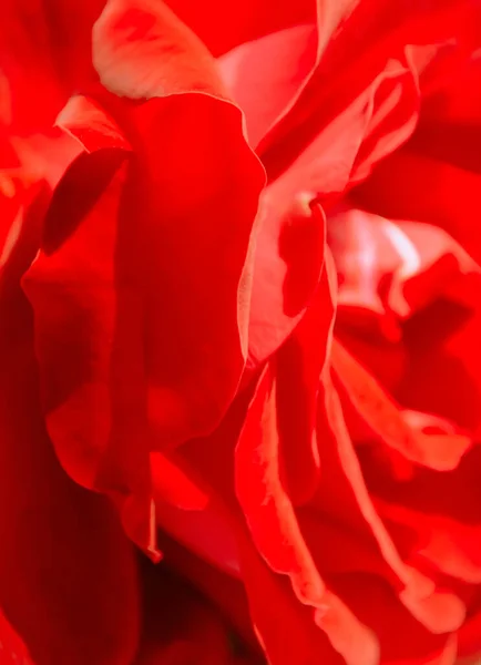 Červená Růže Zblízka Jako Pozadí Červené Okvětní Lístky Růží Rosebud — Stock fotografie