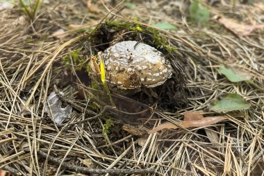 Zehirli mantar sonbaharda yerden sürünerek çıktı. Ormanda Grebe.