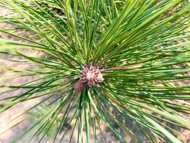 Noel ağacında enfeksiyon. Çam ağacındaki genç meyveler. Cilveli bir çam dalı.