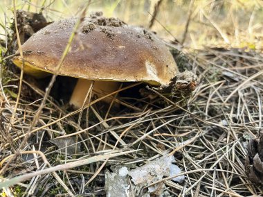 Sonbaharın başlarında büyük beyaz bir mantar. Ormanda büyük beyaz bir mantar kapağı. Beyaz mantar, yakın plan..