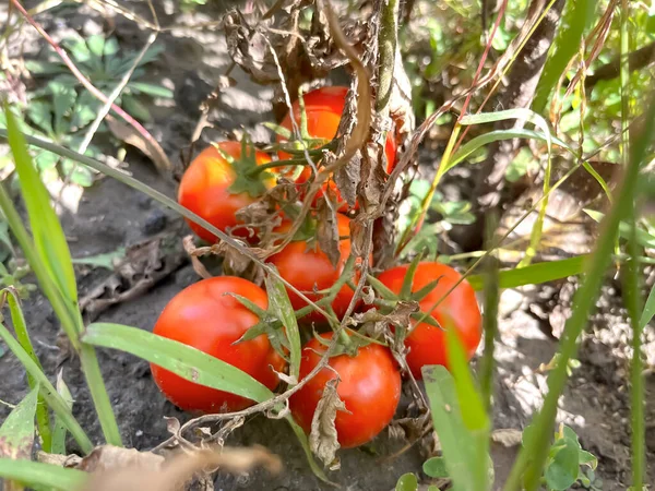 Red Tomatoes Lie Ground Garden Bunch Ripe Tomatoes Fell Ground — Stock Photo, Image