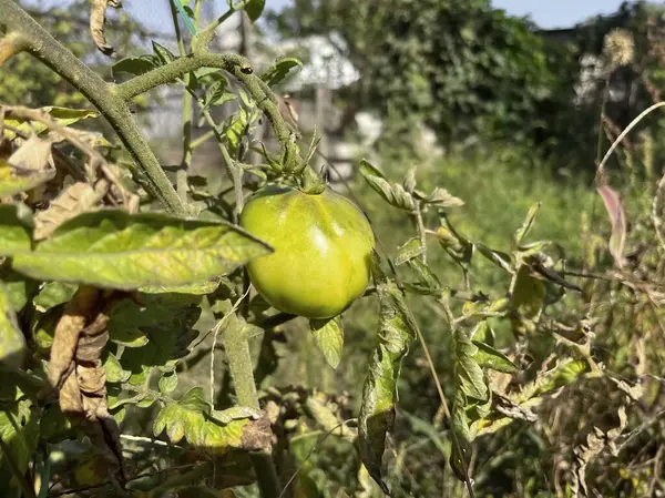 A green tomato on a bush. Growing tomatoes in the garden. There is a large fruit on the tomato bush. A green tomato in the garden.