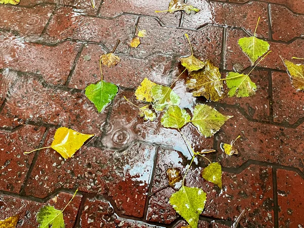 Fallen leaves in puddles. Autumn pavement - leaves in puddles during rain. Rain and fallen leaves in autumn.