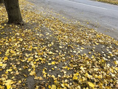 Yoldaki ağaçların altında düşen yapraklar. Bir sürü dökülen yaprak. Sonbahar yolu. Güzel, sarı yapraklar..