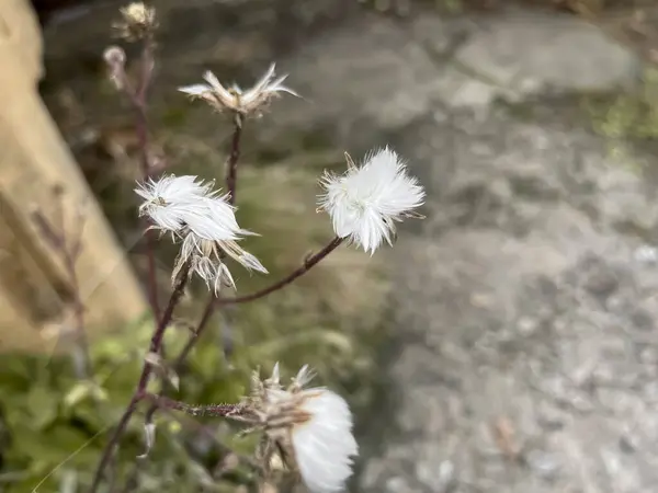 Cotton wool flower in autumn. A fluffy flower bloomed. Cotton wool seeds. A beautiful flower with a soft head.