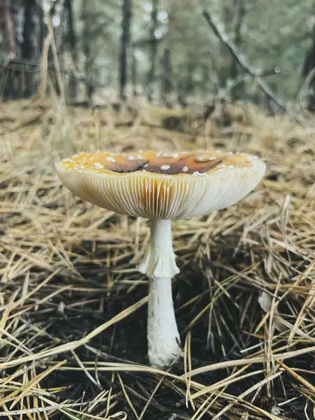 Bir sineklik ormanda yetişiyor. Büyük bir sineklik. Zehirli bir mantar. Ormandaki zehirli mantar..