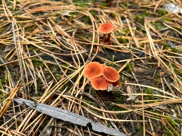 Ladin iğneli küçük mantarlar. Ormanda küçük, kırmızı mantarlar yetişir. Ormanda tuhaf mantarlar.