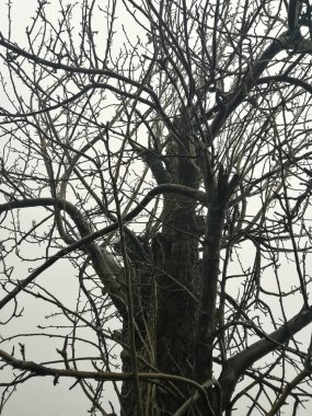 Kasvetli kış ağaçları. Gri gökyüzüne karşı kış ağaçları. Aşağıdan yukarıya yapraksız ağaçlar. Korkunç ağaçlar. Çıplak ağaç dalları - Cadılar Bayramı.