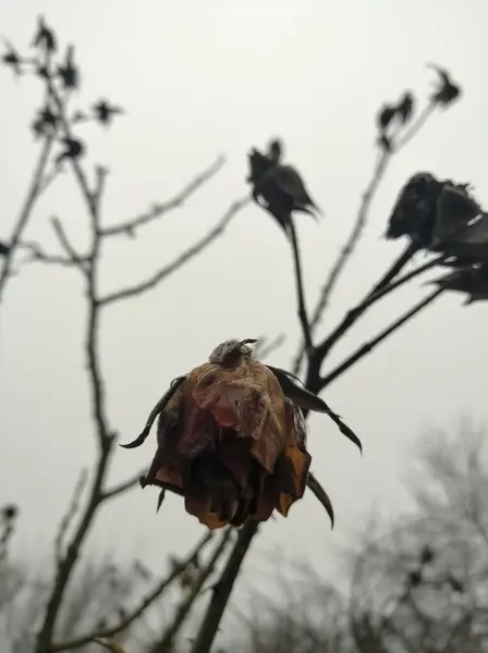 Withered rose flower on a bush in winter. A rosebud withered on a bush. Winter rose with dry buds. A drop of rain dripped from a dry rosebud.